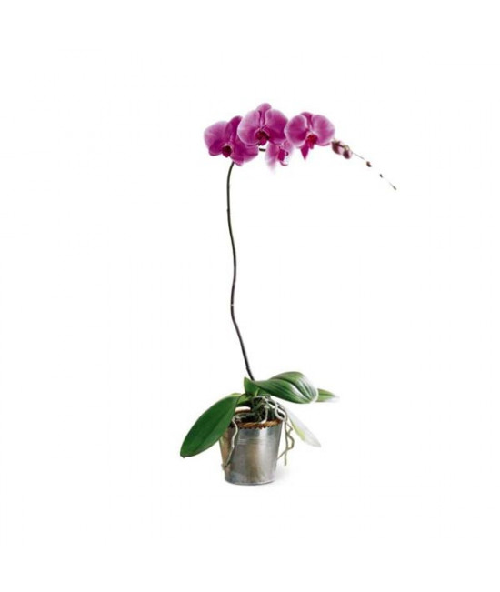 The Lavender Phalaenopsis Orchid